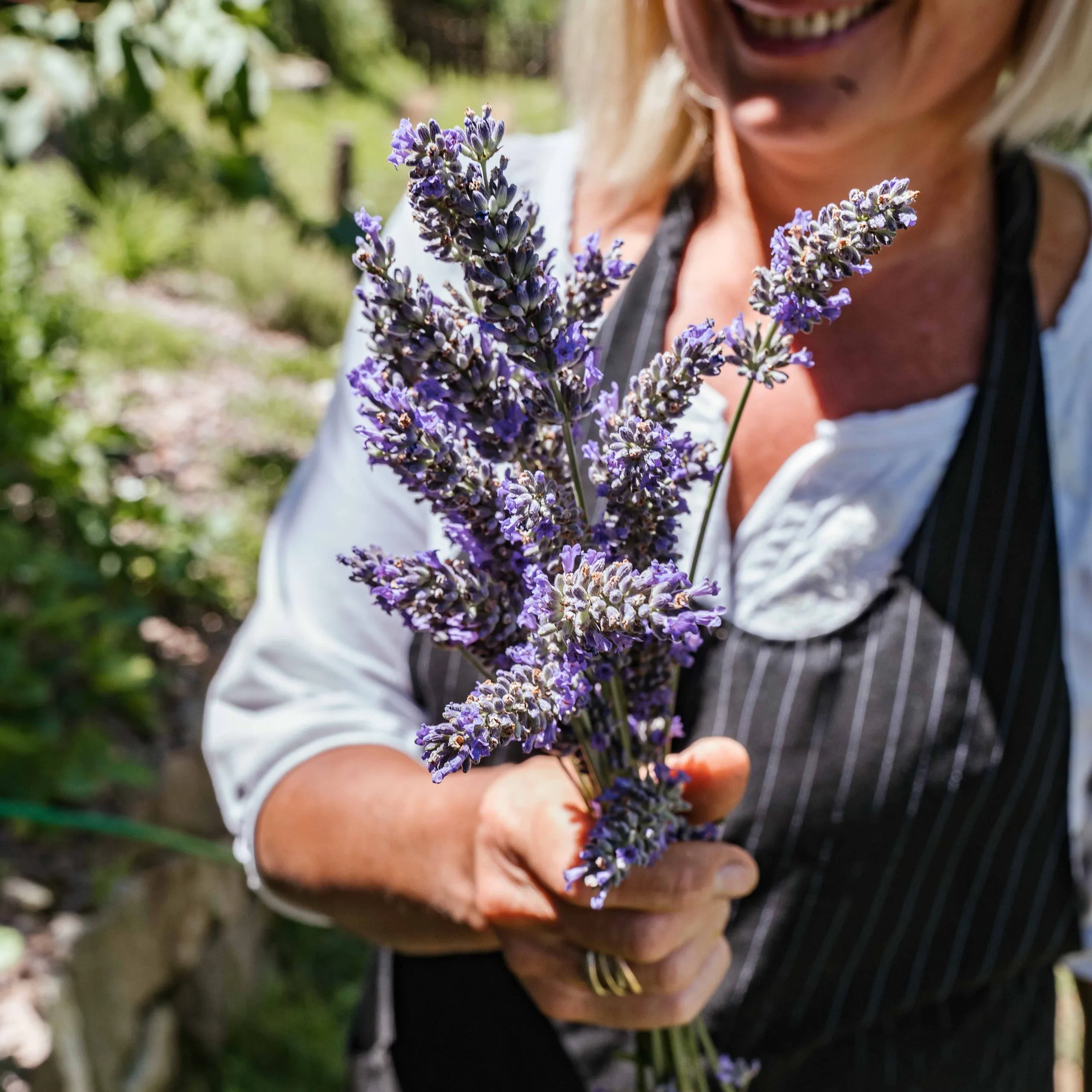 Lavendel