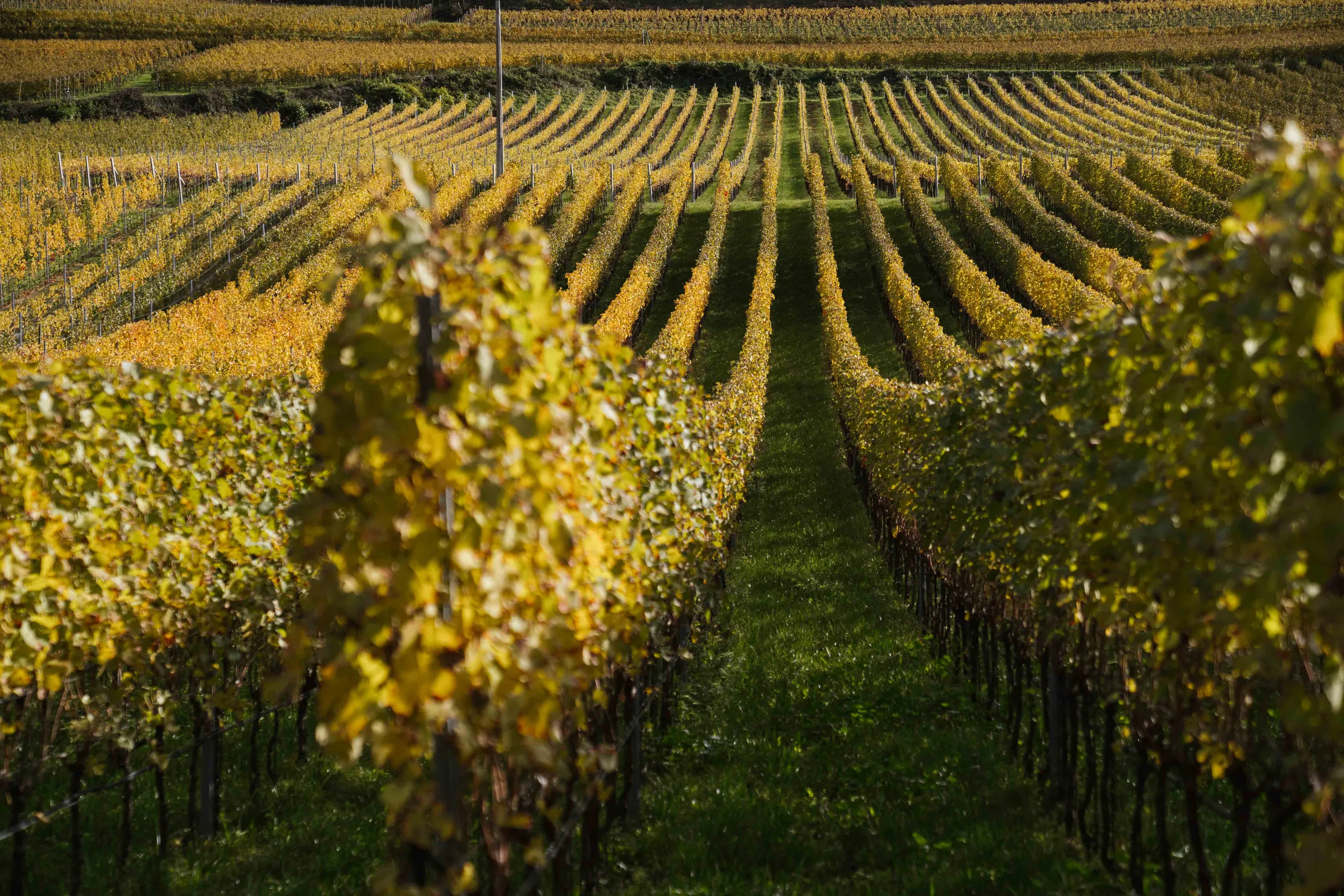 Reben Herbst 